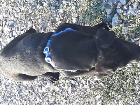 2 buçuk aylık cane corso