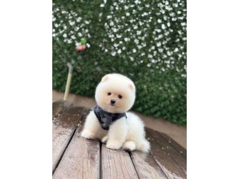 Mükemmel tüy yapısı pomeranian boo