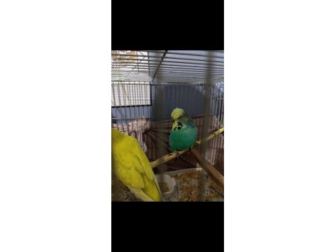 Üst vasıf show jumbo çift muhabbet kuşu