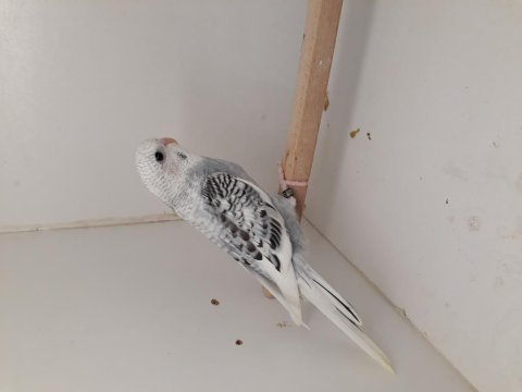 Yerli, jumbo ve kırık yavru muhabbet kuşları