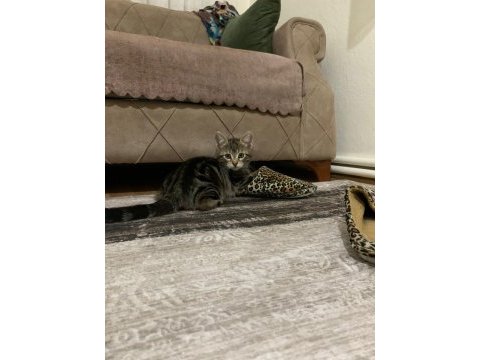 Kediye acil yuva arıyoruz