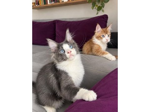 Renkli gözlü özel maine coon bebekler