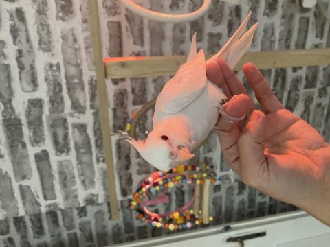 Sultan papağanı yavru köpeğimiz
