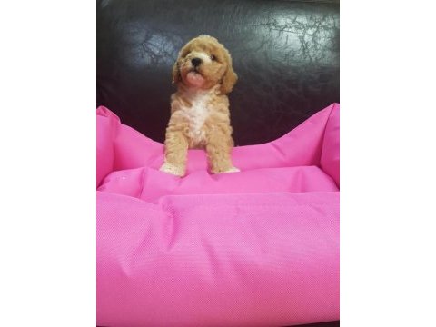 İnanılmaz güzellikte maltipoo yavrular
