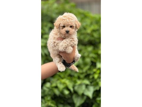 Kıvır kıvır maltipoo yavrularımız