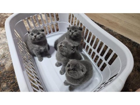 Scottish fold straight 55 günlük yavrular