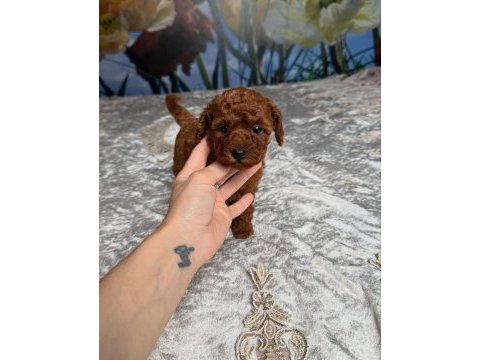 Koyu renk toy poodle yavruları 