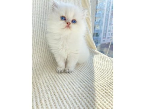 By33 dişi yavru british longhair