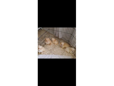 Cins uygun pomeranian yavrular