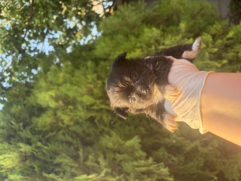 Şivava bebekler mini boy