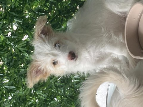 Terierkır ası köpeklerimi sahiplendiriyorum ücretsiz