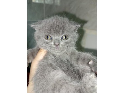 Sevimli scottish fold minnaklar