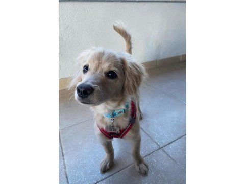 Melez köpeğimizi sahiplendirme