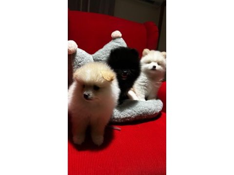 Pomeranian yavrularımız