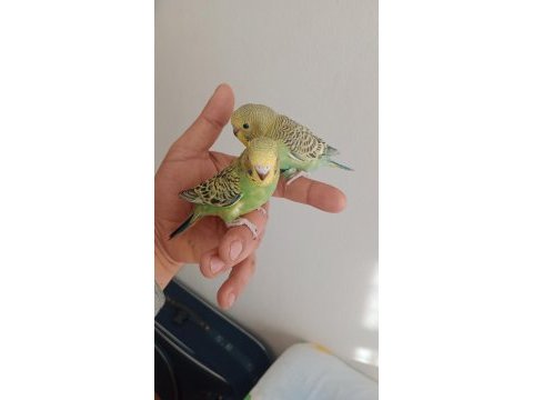 Muhabbet kuşlar yeni yeme düştüler sağlıklılar