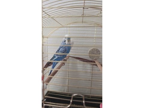 9 aylık konuşan muhabbet kuşu