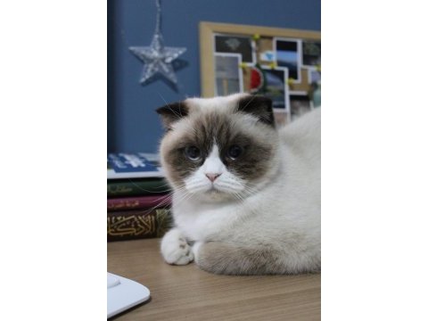 Scottish blue point 3 yaş dişi kedi