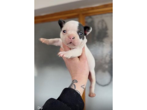 French bulldog yavrularım