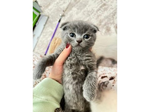 7 haftalık scottish fold yavrular yeni evine gitmeye hazır
