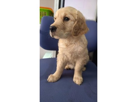 Irk ve sağlık garanti orjinal golden bebeğimiz