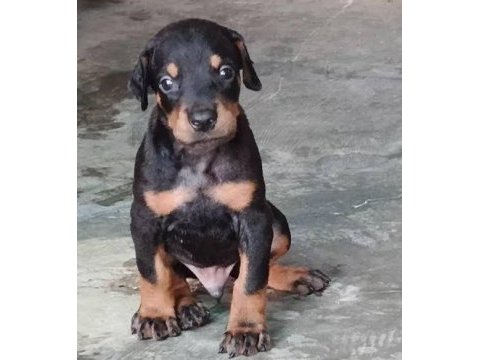 A scrli anne babadan doberman yavrular kapıda ödeme