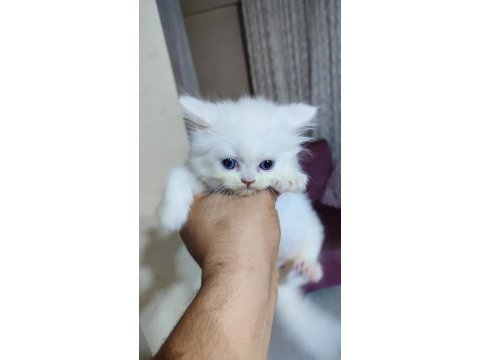 2 aylık iran kedisi yavrular