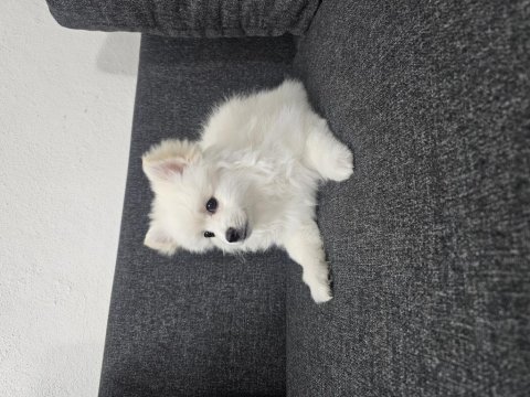 Yavru pomeranian ve anne