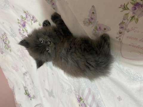 Eğitimli erkek british longhair yavrumuz