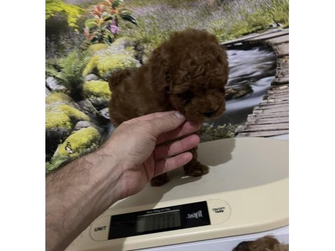 Harika kore poodle yavrusu