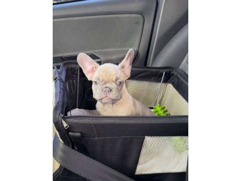 French bulldog yavruları