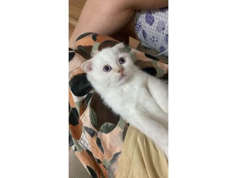2.5 aylık erkek scottish kedi