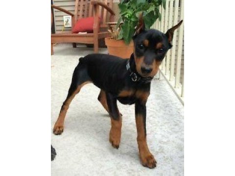 Baby kızıl siyah doberman