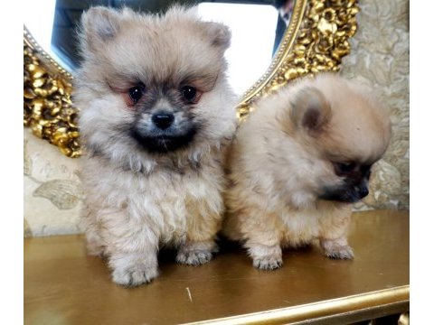 Pomeranian boo yavru 1 buçuk aylık