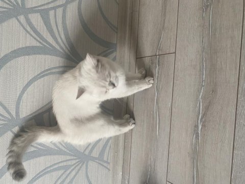 10 aylık british shorthair tamamen ücretsiz