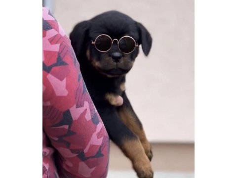 Rottweiler safkan