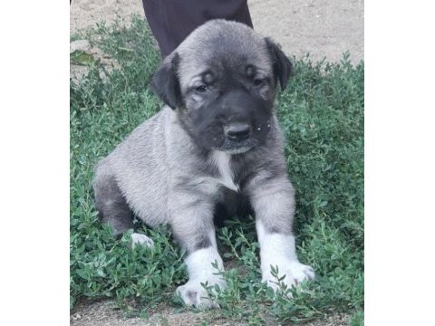 Safkan 6 tırnaklı soylu özel üretim kangal yavrular