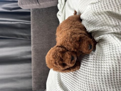 Mini boy toy poodle bebeklerim