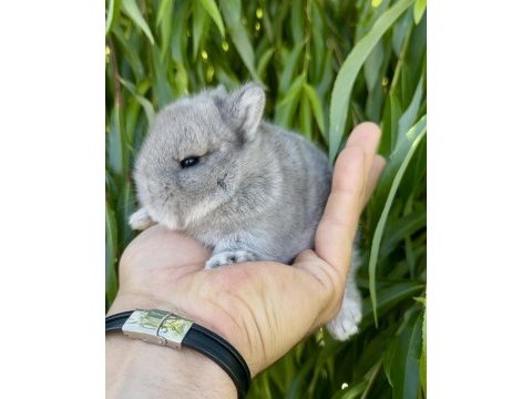 Hollanda cüce tavşanlar netherland dwarf