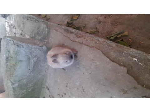 Cüce tavşan