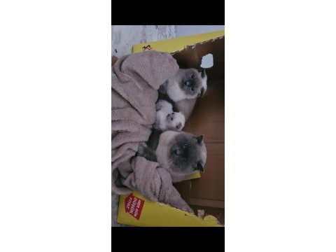 Nadir bulunan safkan scottish fold bluepoint bebeklerimiz