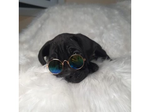 Safkan cane corso yavrularımız
