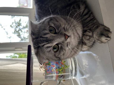 Scottish fold kedimize yuva arıyoruz
