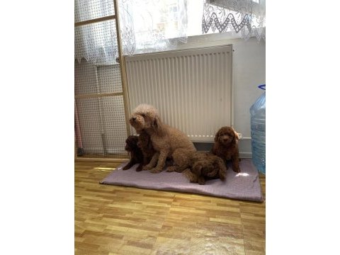 En güzel toy poodle yavruları wc wc eğitimli ankara