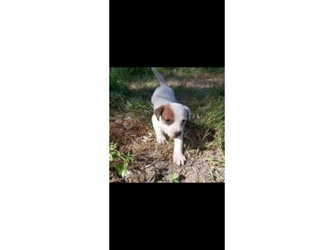 Jack russell yavrularım