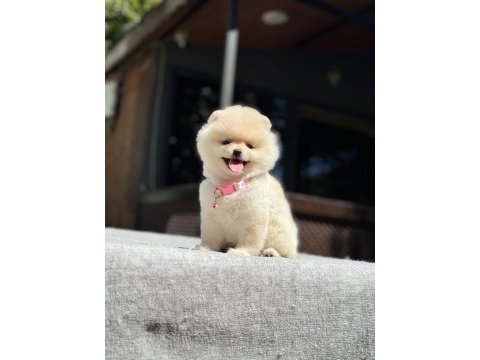 Ayıcık surat pomeranian yavrular