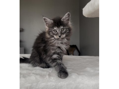 Blacksmoke maine coon yavruları granddesign cattery