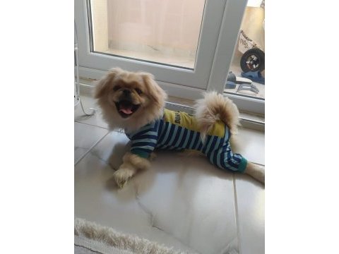 Pekinez köpeğimiz mocha için yeni yuvasını arıyoruz