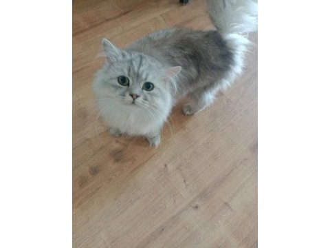 British longhair silver erkek - british golden black dişi