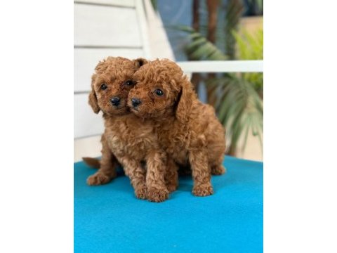 Fotoğraftan daha güzel poodle yavrular