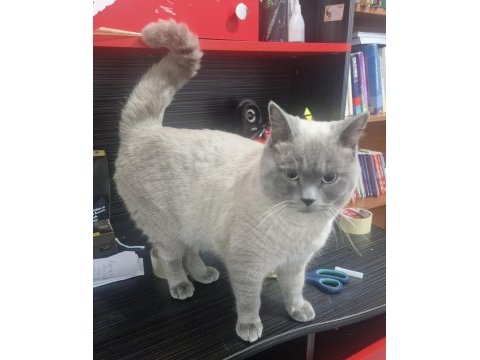 British shorthair bende buradayım evimi arıyorum